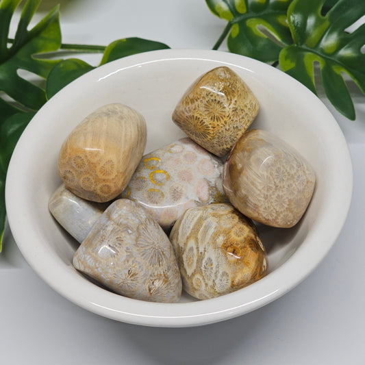 A collection of Fossil Coral tumble stones displayed in a bowl, showcasing their unique flower-like fossil patterns, natural earthy tones, and polished finish.
