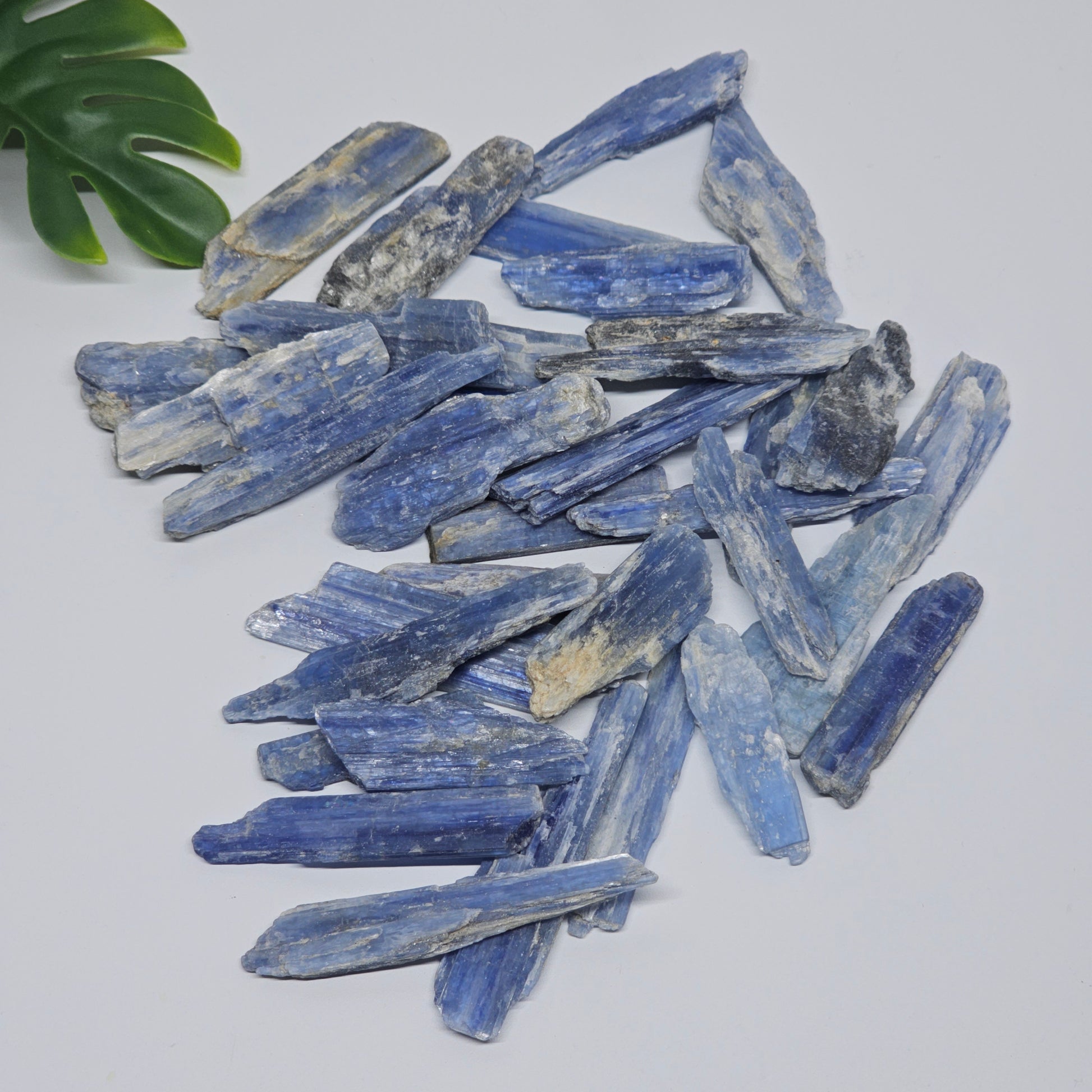 Raw Blue Kyanite crystals laid out flat, showcasing unique formations and natural blue tones in each piece