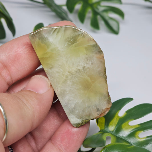 Polished Prehnite slab photographed in hand to show size, translucent green tones, and natural earthy inclusions with a smooth polished finish.