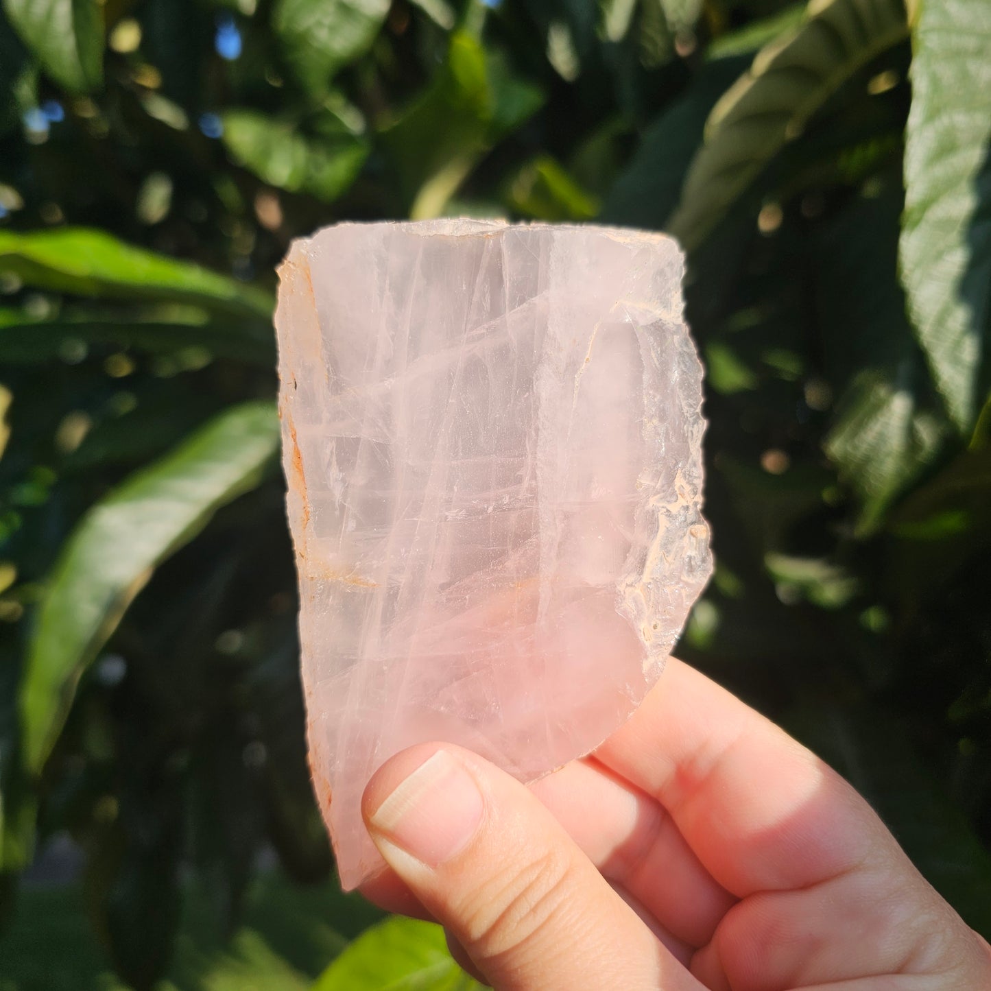 Translucent Rose Quartz slab photographed in hand under sunlight, showcasing soft pink tones, natural rainbows, and polished finish.